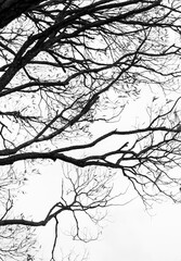 branches silhouette