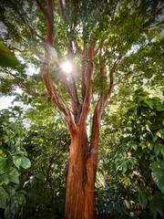 tree in the forest