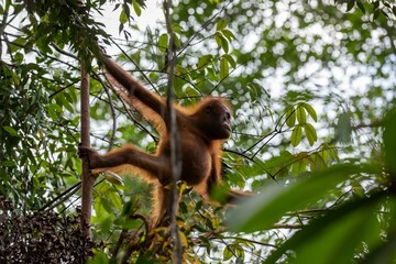 Young orangutan in treetop © karenfoleyphoto
