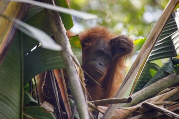 Pensive orangutan © karenfoleyphoto