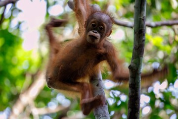 Infant orangutan swinging in tree © karenfoleyphoto