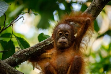 Infant orangutan in tree branch © karenfoleyphoto