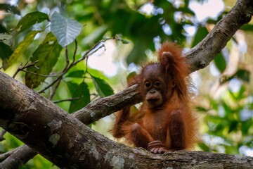 Infant orangutan in tree