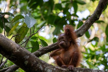 Infant orangutan in tree © karenfoleyphoto