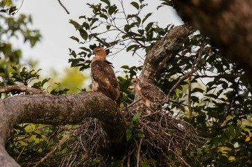 Obraz premium Wallaces hawk eagle with chick