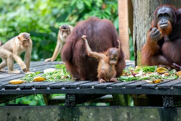 Orangutans and Macaques eating on platform © karenfoleyphoto