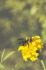 bee on yellow flower
