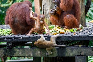 Orangutans and Macaques eating together on platform © karenfoleyphoto