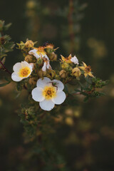 autumn leaves in water
