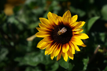 Obraz premium A bee working busily on a sunflower