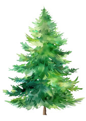 PNG Green Christmas Tree tree illustration watercolor.