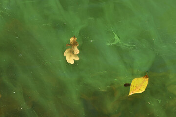 Two autumn leaves float downstream on the surface of water stained green by freshwater plankton in...
