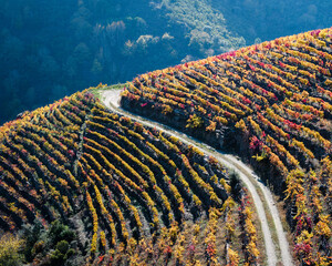 Rows of vines coloured by autumn