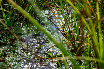 Stream Through the Grass
