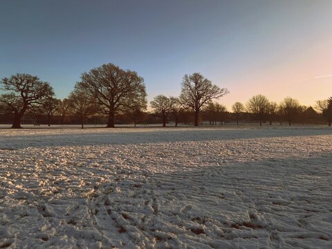 landscape with trees and snow