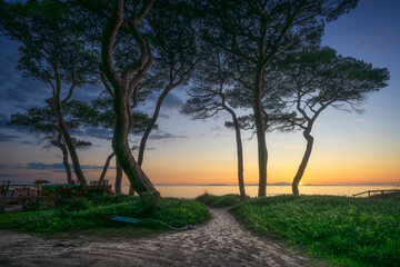 Path towards the sea and pine trees at sunset on the beach of Follonica. Tuscany, Italy