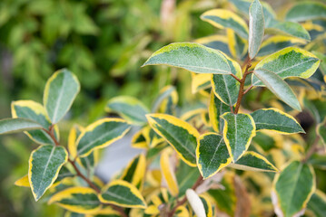 Obraz premium Elaeagnus, with variegated leaves. It is commonly known as silverberry or oleaster.