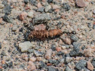 Ants working together on food