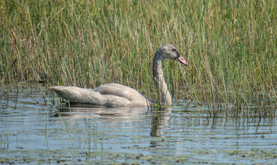 Young swan swimming among reeds