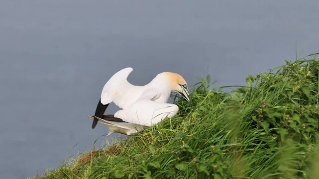 Gannet (Morus bassanus) collecting nesting material on the cliff edge.