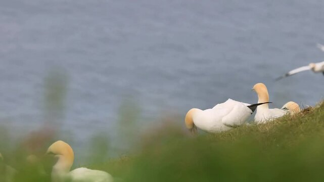 Gannet (Morus bassanus) collecting nesting material on the cliff edge.
