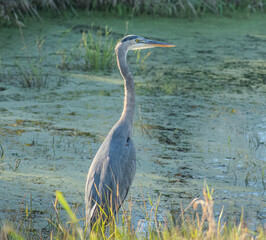 blue heron near a marshy water body