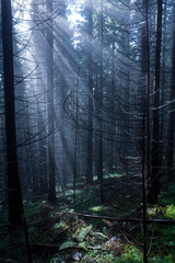 Fototapeta premium dark forest in the mountains