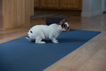 Brown and white spotted rex rabbit on yoga mat indoors 