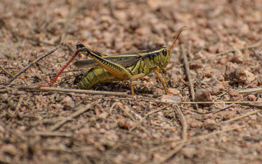 grasshopper on gravel