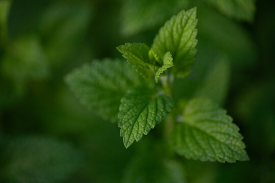 Zitronenmelisse Melissa officinalis