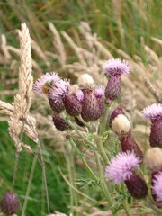 Obraz premium CREEPING THISTLE FLOWERS IN GREENERY