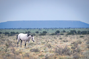 Obraz premium Wild horse on the prairie.