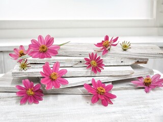 Fototapeta premium pink flowers on wooden background