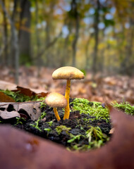 Two mushrooms grow in the forest during the fall