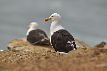 Obraz premium seagull on rock