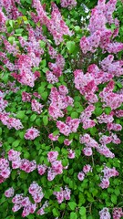 Fototapeta premium Lilac bushes bloom beautifully and smell pleasant on warm spring days