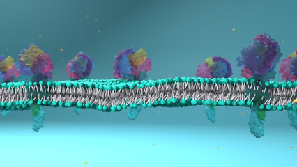 Bi-layer cell membrane with protein.