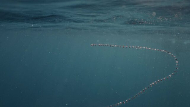 Colonial Pyrosoma Tunicates free-floating of blue water in sunrays. Pyrosomes, colony hundreds to thousands individuals called zooids, cloned from one egg and bound together. Amazing underwater life