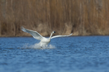 Trumpeter Swan