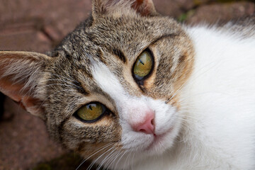 Fototapeta premium Close portrait of a beautiful female tabby cat