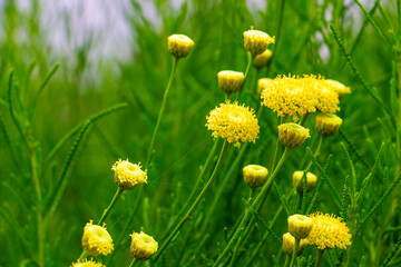 Santolina or Green Lavender Cotton close partial view, selective focus, blurred background