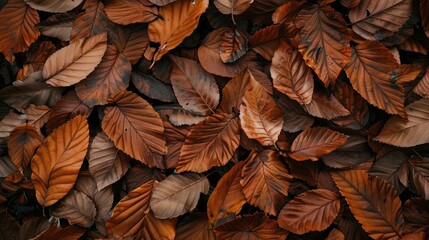 Fototapeta premium Walnut leaves that are dry and have fallen to the ground.