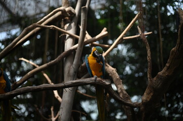 yellow billed toucan