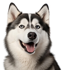 PNG Alaskan Malamute dog mammal animal pet.