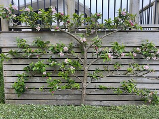 Espaliered apple tree with pink blossoms growing along a trellis in spring