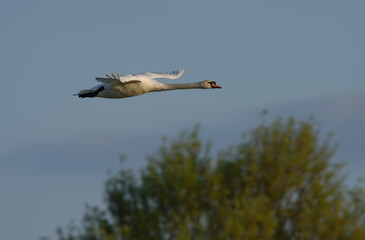 Mute Swan