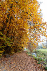 Obraz premium An empty dirt road in the woods