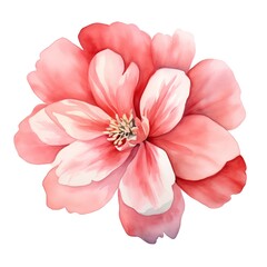 Pink flower isolated on white. Watercolor pink flower illustration