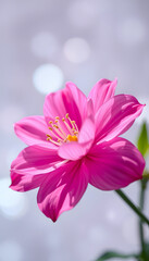 Fototapeta premium Beautiful pink flower on a magic shine background. Macro photography view. Close-up of pixel isolated with white highlights, png