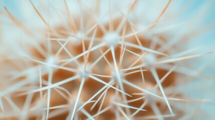 Intricate Close-Up of Cactus Needles and Textures